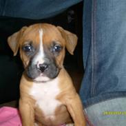 Blanding af racer Dolly