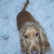 Cocker spaniel basse