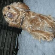 Cocker spaniel basse