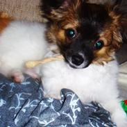 Blanding af racer Manfred