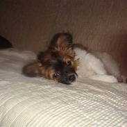 Blanding af racer Manfred