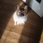 Blanding af racer Manfred