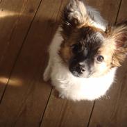 Blanding af racer Manfred