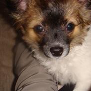 Blanding af racer Manfred