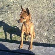 Prazsky krysarik Bøf