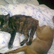 Prazsky krysarik Bøf