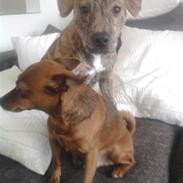 Prazsky krysarik Bøf