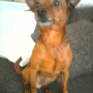 Prazsky krysarik Bøf