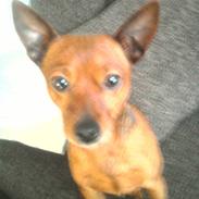 Prazsky krysarik Bøf