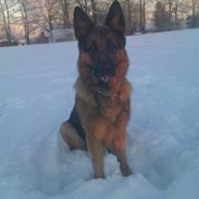 Schæferhund haweto uzon (rico)