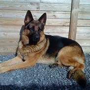 Schæferhund haweto uzon (rico)