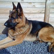 Schæferhund haweto uzon (rico)