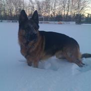 Schæferhund haweto uzon (rico)