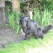 Flat coated retriever Molly
