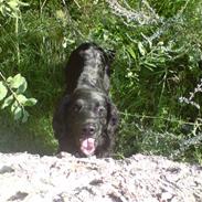 Flat coated retriever Molly