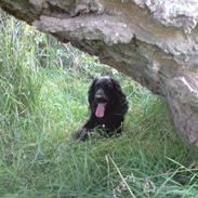 Flat coated retriever Molly