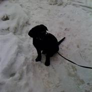 Labrador retriever prinsesse bella