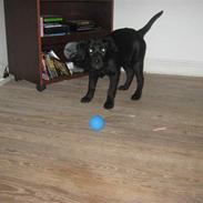 Labrador retriever prinsesse bella