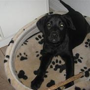 Labrador retriever prinsesse bella