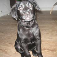 Labrador retriever prinsesse bella