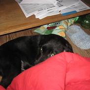 Labrador retriever prinsesse bella