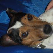 Jack russell terrier Molly