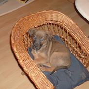 Blanding af racer Bølle