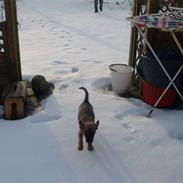 Blanding af racer Bølle