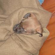 Blanding af racer Bølle