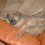 Blanding af racer Bølle