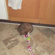 Blanding af racer Bølle