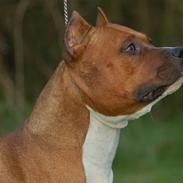 Amerikansk staffordshire terrier SBD Red Warrior - Dalton