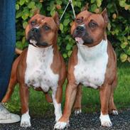 Amerikansk staffordshire terrier SBD Red Warrior - Dalton