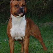 Amerikansk staffordshire terrier SBD Red Warrior - Dalton