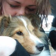 Shetland sheepdog Pixie