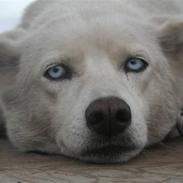 Siberian husky Nenya