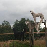 Siberian husky Nenya