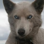 Siberian husky Nenya