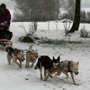 Siberian husky Nenya