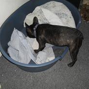 Fransk bulldog Buster R.I.P