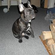Fransk bulldog Buster R.I.P