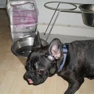 Fransk bulldog Buster R.I.P