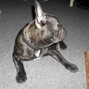 Fransk bulldog Buster R.I.P