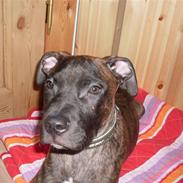 Blanding af racer Drigo