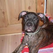 Blanding af racer Drigo