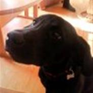 Labrador retriever Charlie