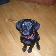 Labrador retriever Charlie