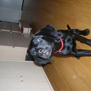 Labrador retriever Charlie