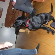 Labrador retriever Charlie