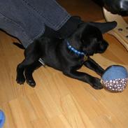 Labrador retriever Charlie